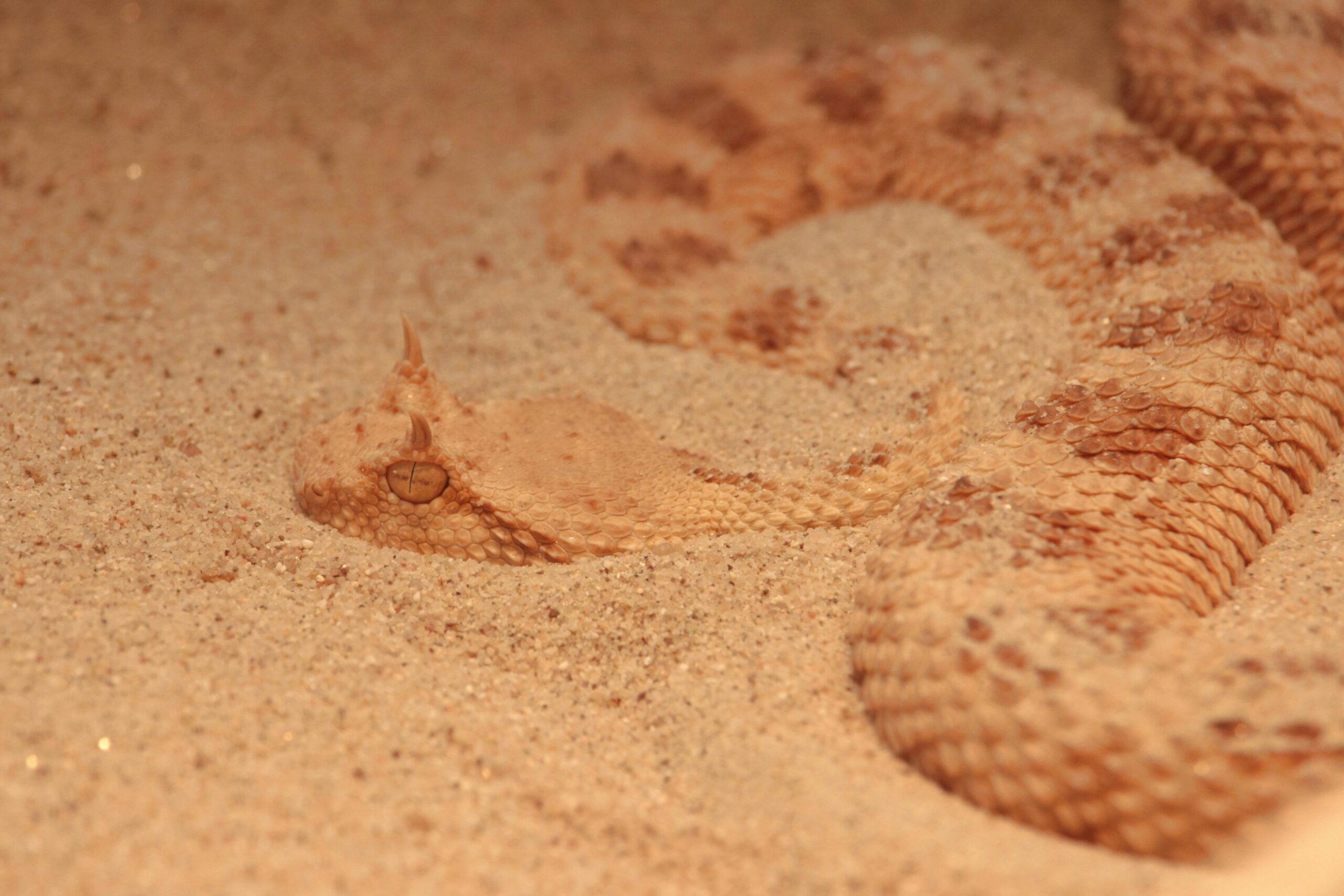 a snake in the sand