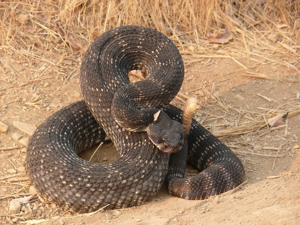 a snake coiled up in the dirt